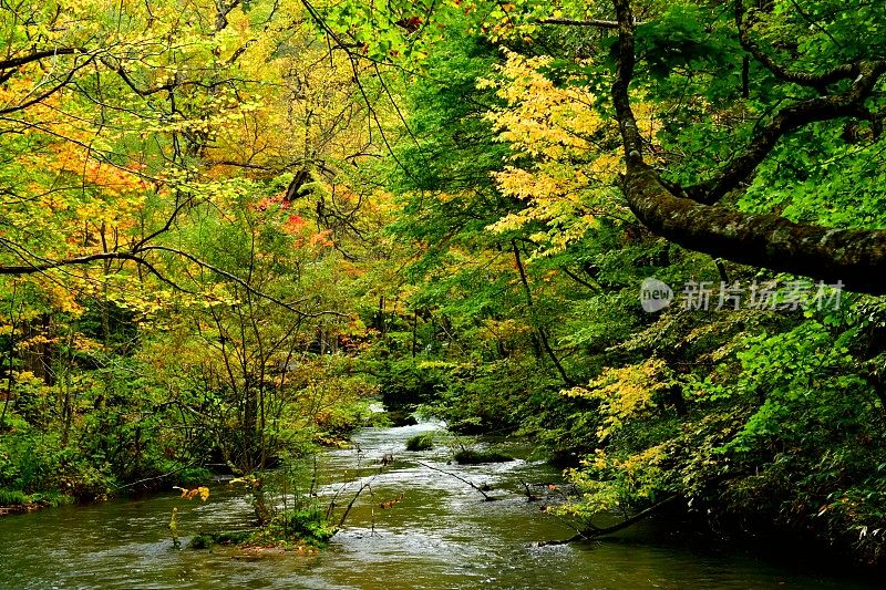 日本青森县磐濑山溪的初秋