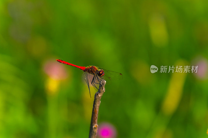 红蜻蜓图片美丽的蜻蜓图片