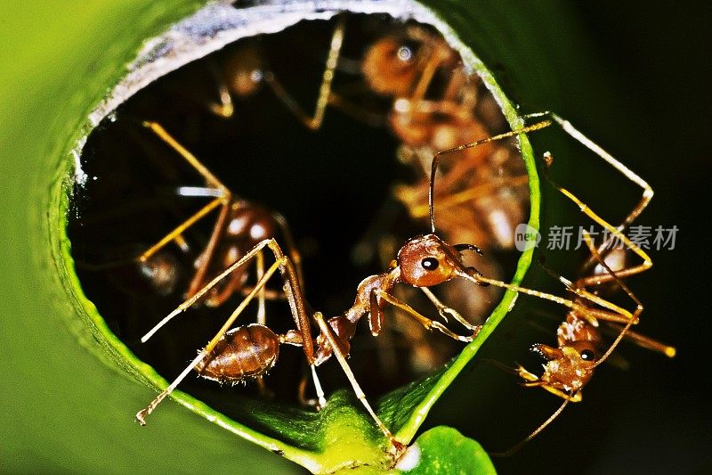 蚁巢中的蚂蚁(折叠的叶子)