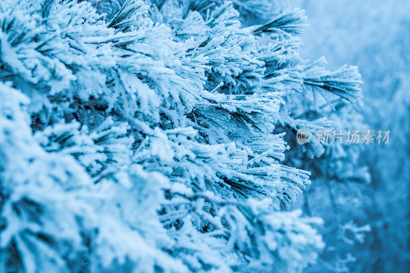 松树枝上缀着雪