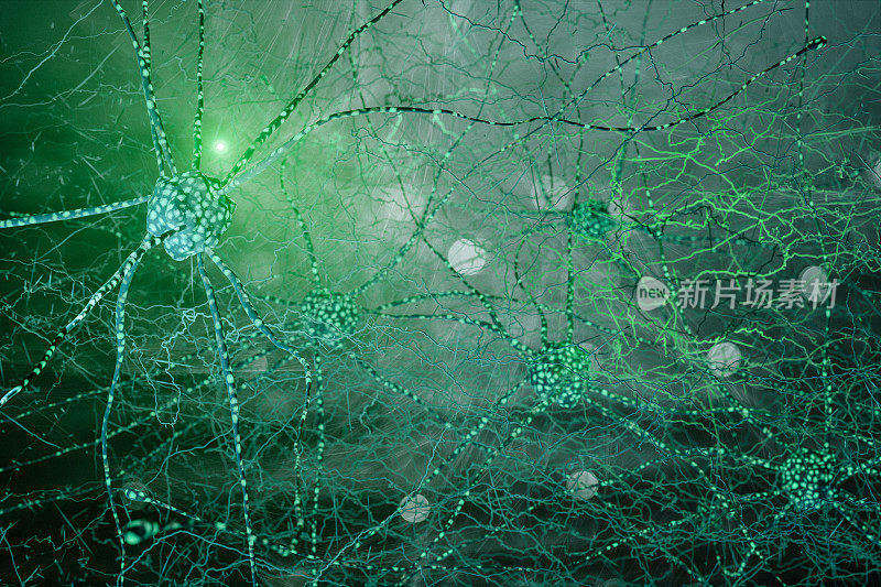 神经元细胞网络