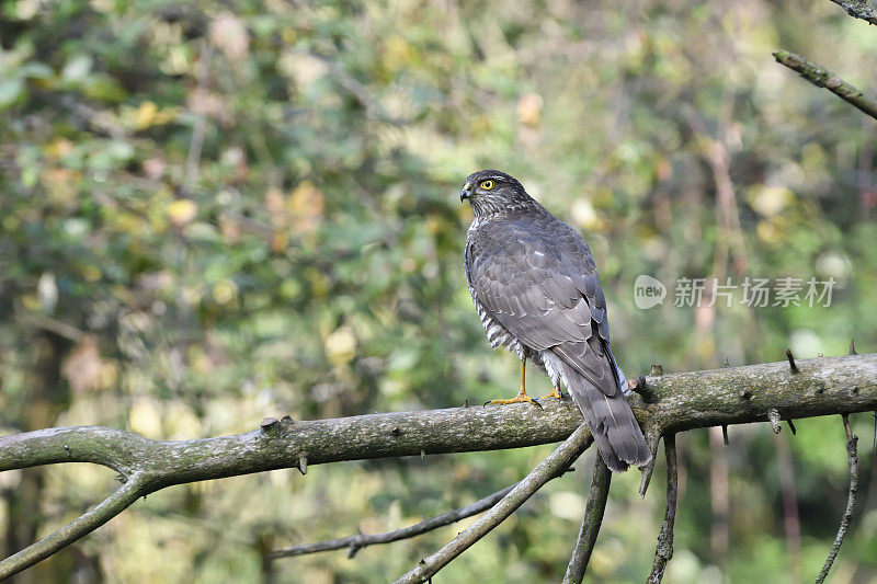 Sparrowhawk(猛禽努力)