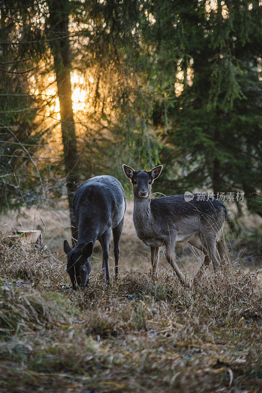 冬天阳光下的驯鹿。巴伐利亚，兰德斯伯格和莱赫