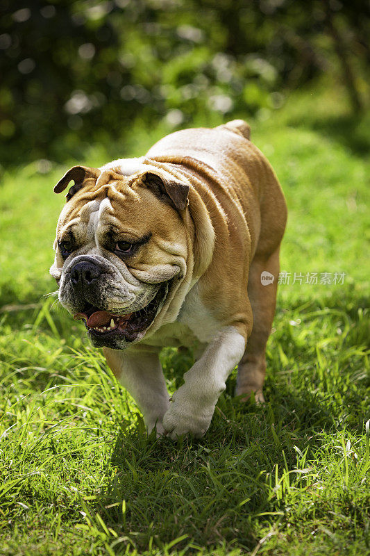 正面的英国斗牛犬，走在户外