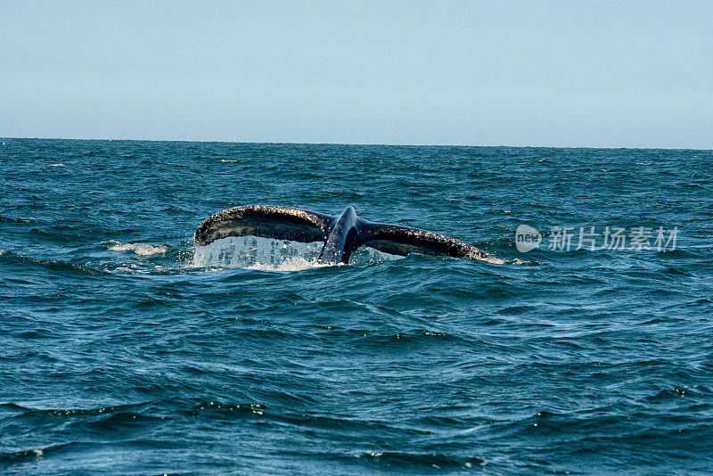 在班德拉斯湾，一头大型座头鲸潜到深海，露出它有力的尾巴