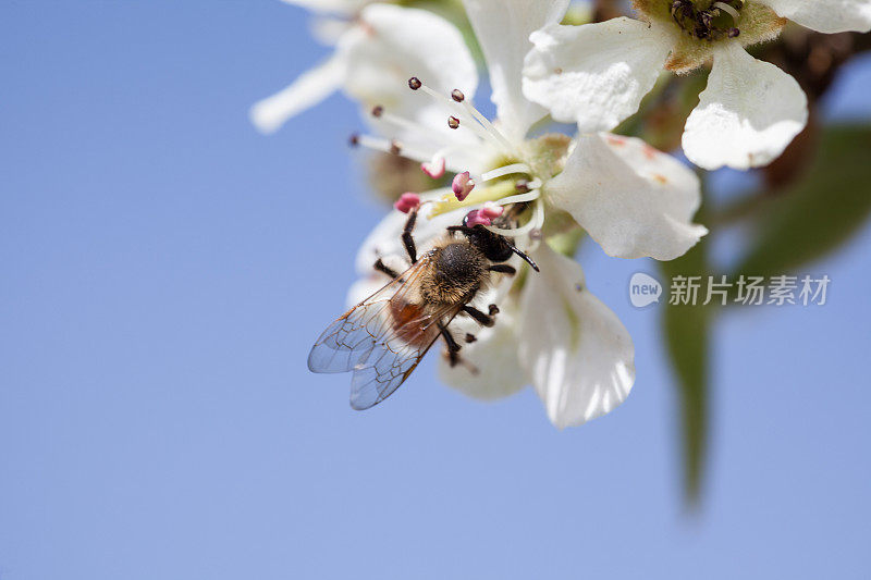 蜜蜂在春天的花上