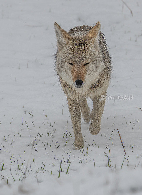 美国黄石公园，一只土狼向照相机走去