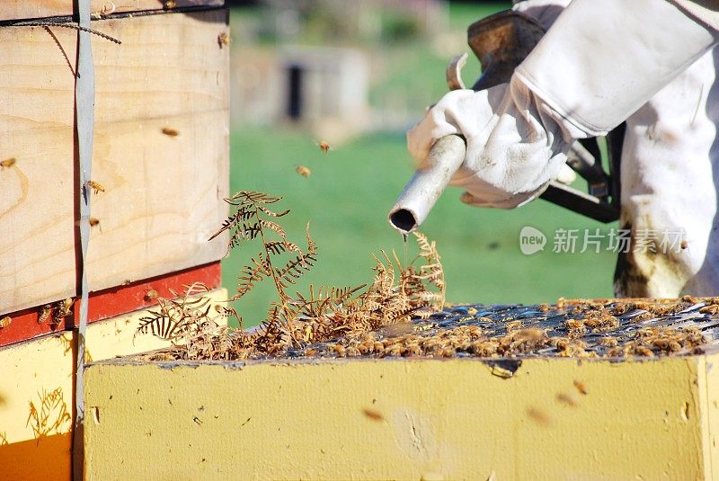 穿着蜜蜂服的孩子给蜜蜂喂糖浆