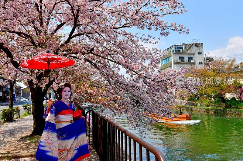 穿着美子服饰的日本妇女在京都运河边欣赏樱花