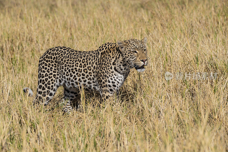 野生豹，奥卡万戈三角洲，博茨瓦纳，非洲