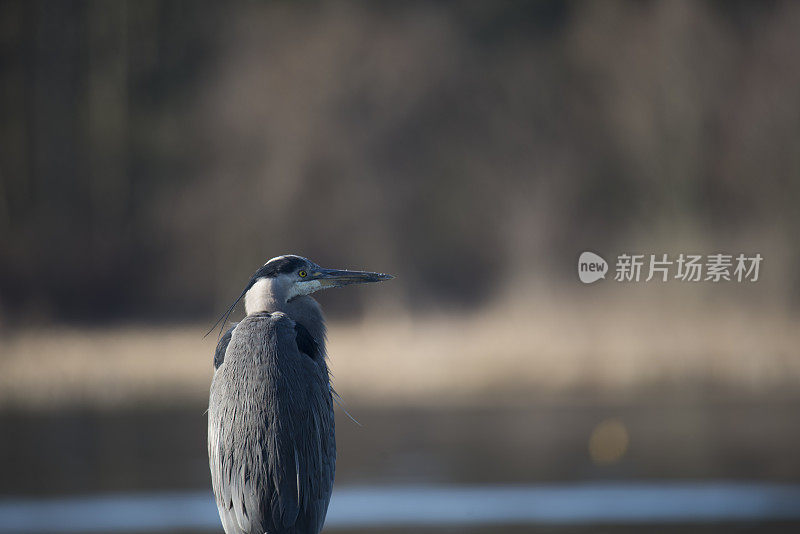 大蓝鹭鸟