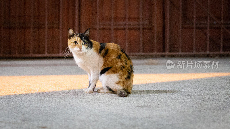 害怕无家可归的街头巷尾猫