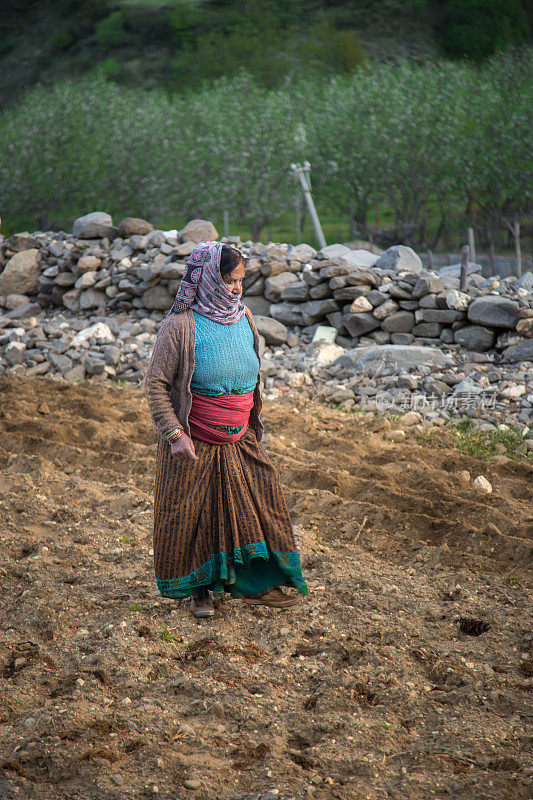 可怜的印度农妇在地里干活