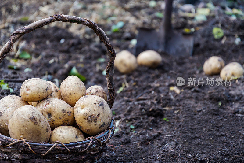 一篮子自家种植的新鲜土豆