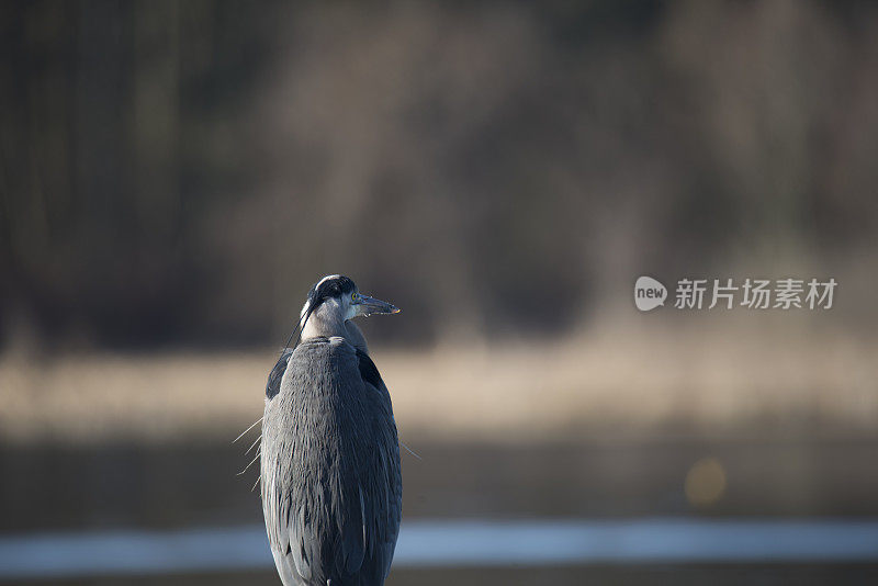 雄伟的大蓝鹭