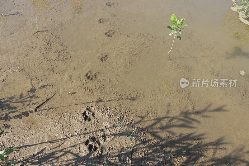 沙滩上的狗脚印