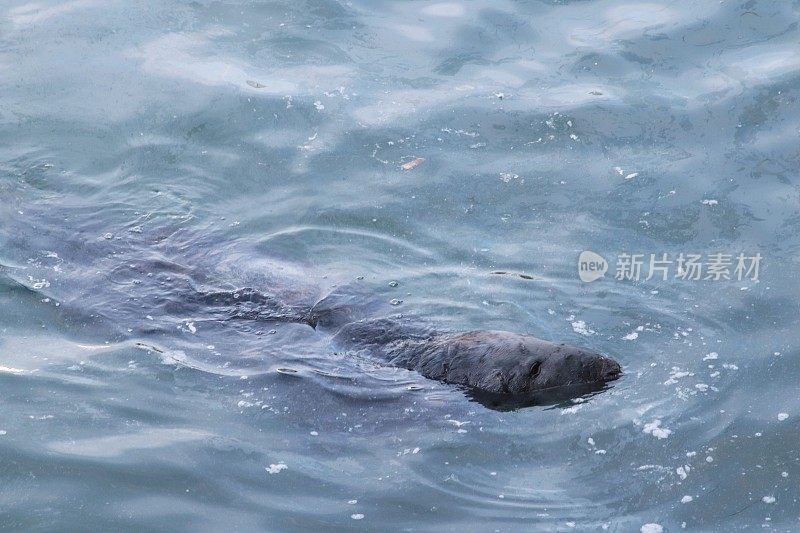 港海豹游泳