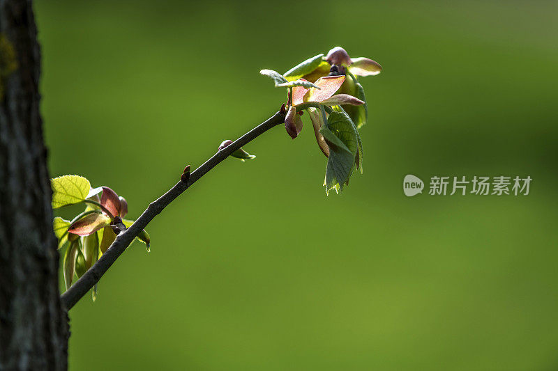 特写一个新的树枝，芽和小树叶生长从树干在自然界