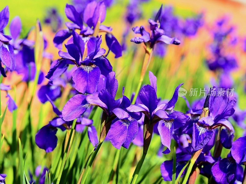 生动的西伯利亚鸢尾花园