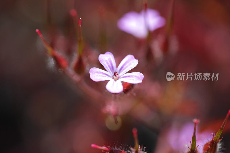 粉红色草本罗伯特天竺葵花