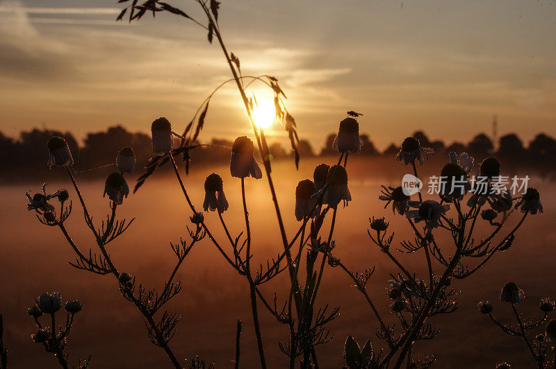 朦胧的乡村日出