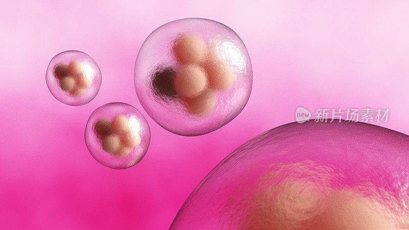 六细胞胚胎，显微镜下有丝分裂