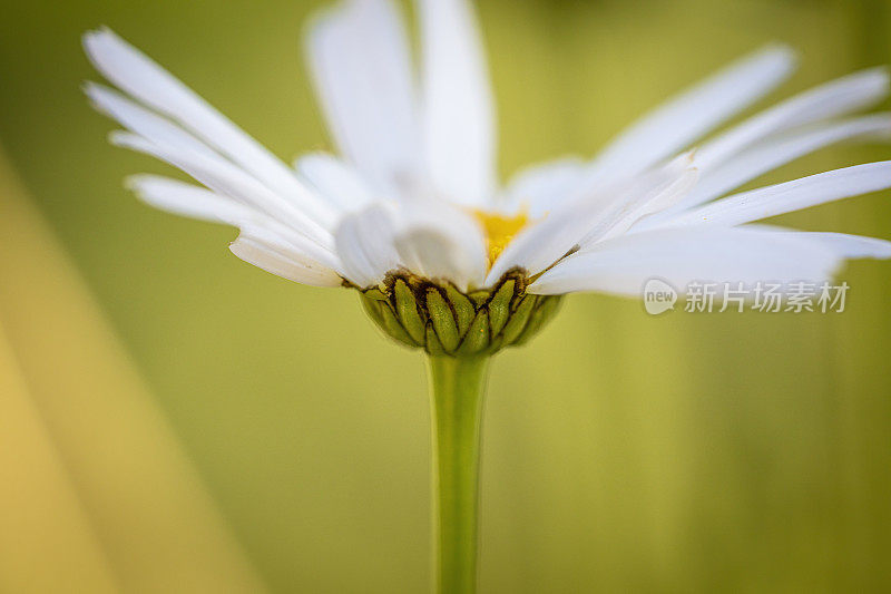 特写玛格丽特的花