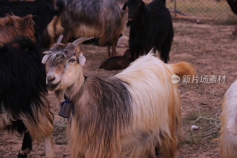 伊朗设拉子的伊朗山区牧民的山羊