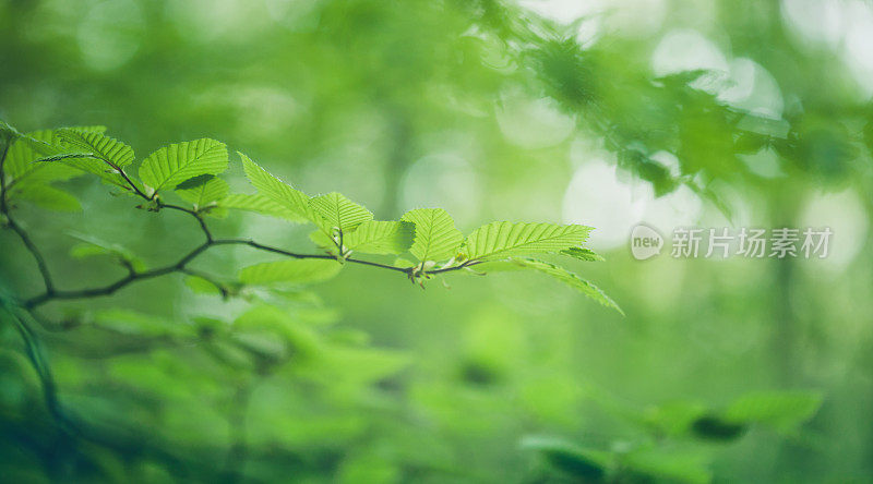 绿叶背景