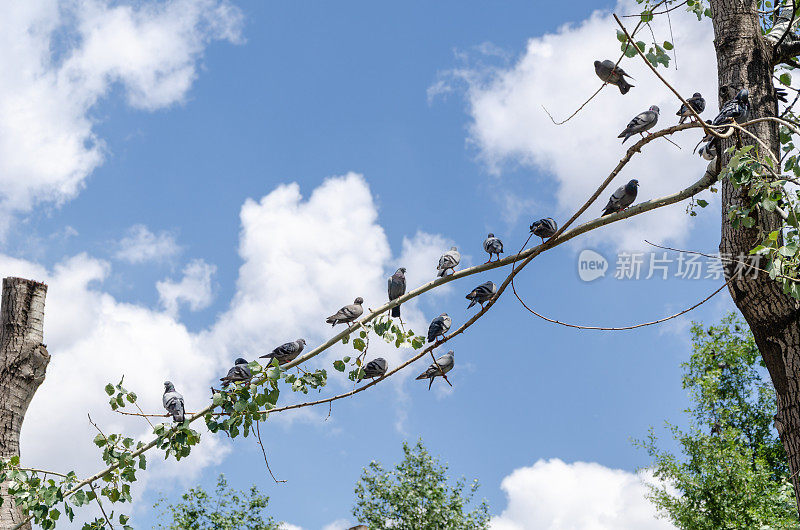 鸽子栖息在树枝上