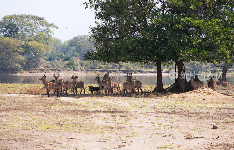 马拉维利翁代国家公园的一群雄性水羚