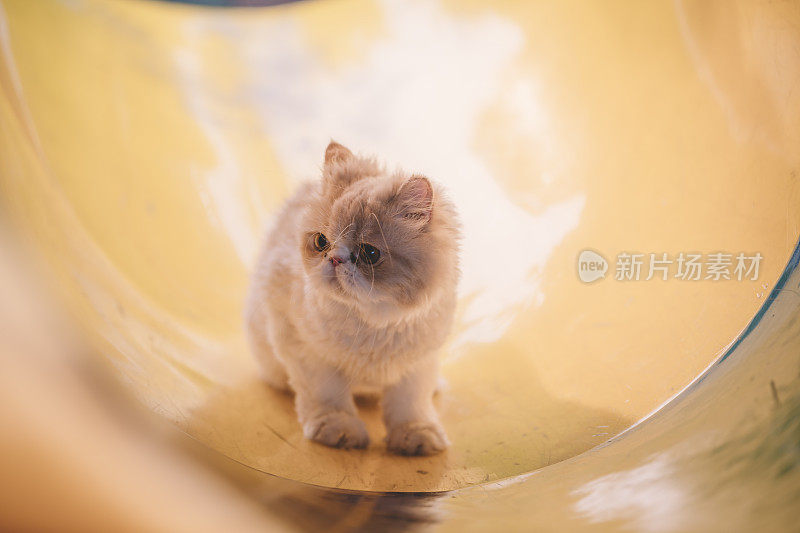 一只波斯小猫在儿童游乐场的隧道里好奇地四处张望