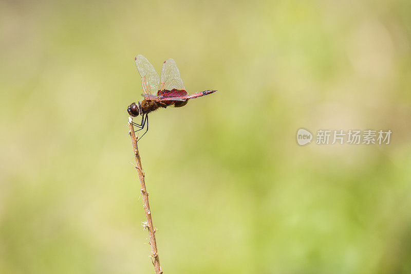 卡罗莱纳鞍袋蜻蜓在棍子上，柔和的绿色背景