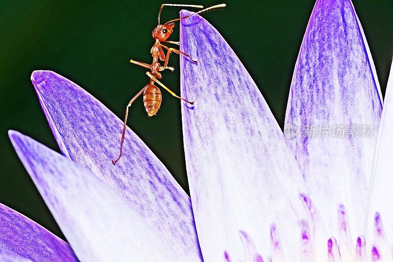 蚂蚁爬上荷花睡莲的花瓣。