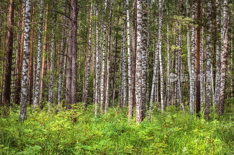 美丽的桦树林在乌拉尔，西亚，俄罗斯