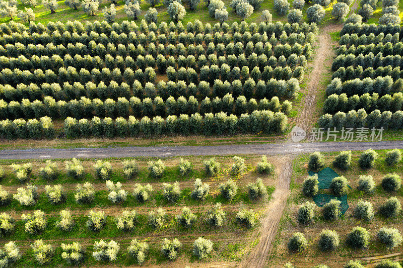 无人机鸟瞰橄榄树田，基安蒂地区，托斯卡纳，意大利