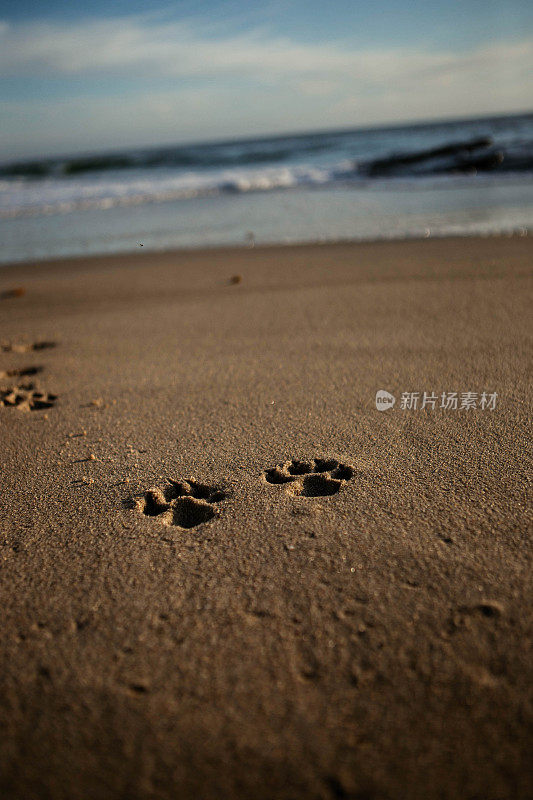 狗爪印在沙子，海滩，水，海洋-日落