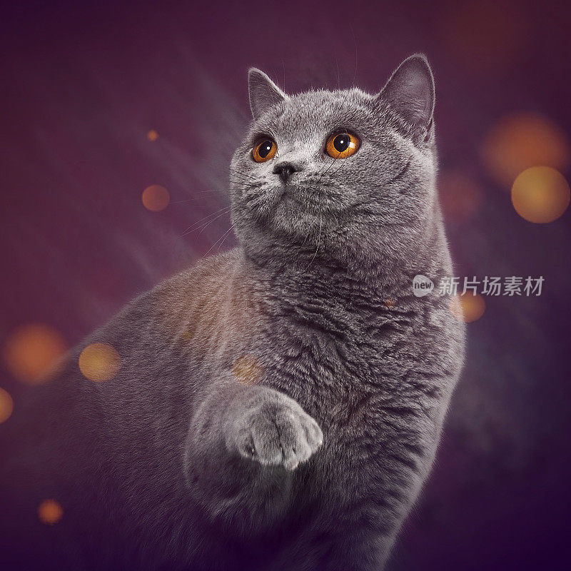 猫咪图像与艺术照片滤镜