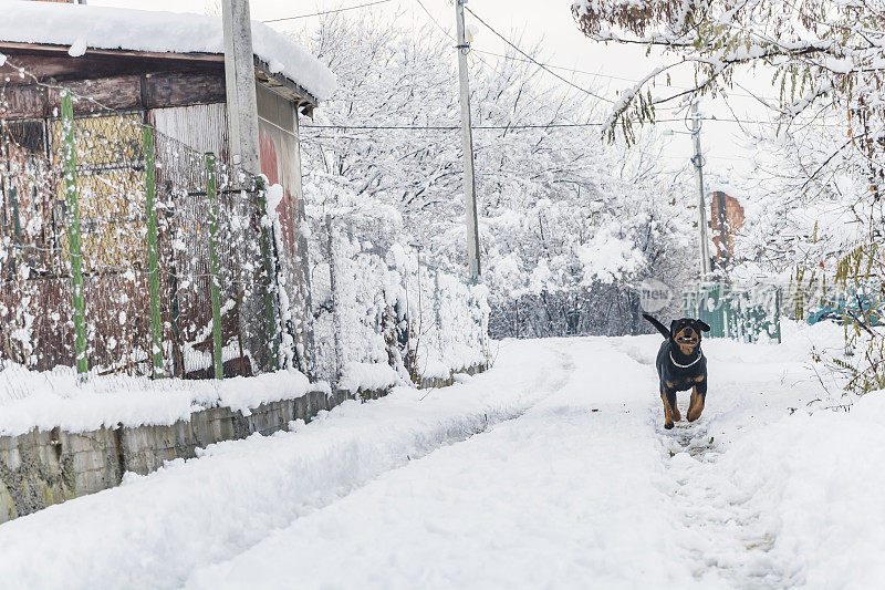 村子里的狗在雪地里玩耍