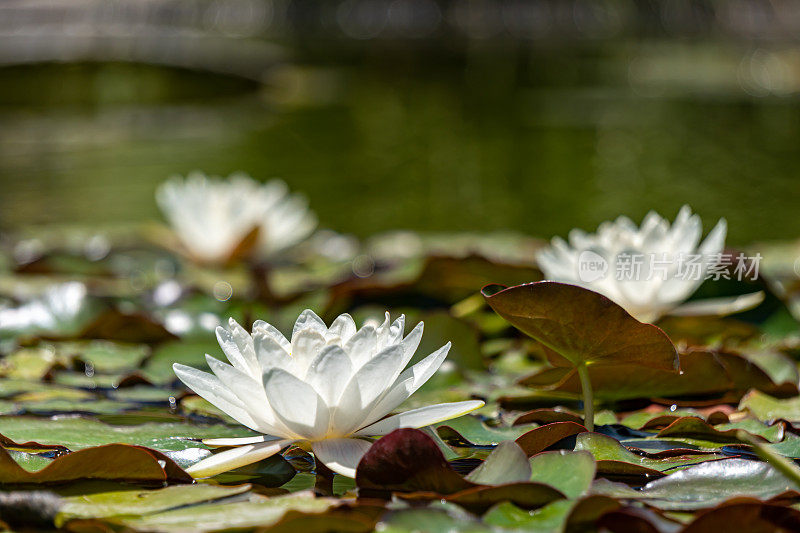 荷花在池塘里