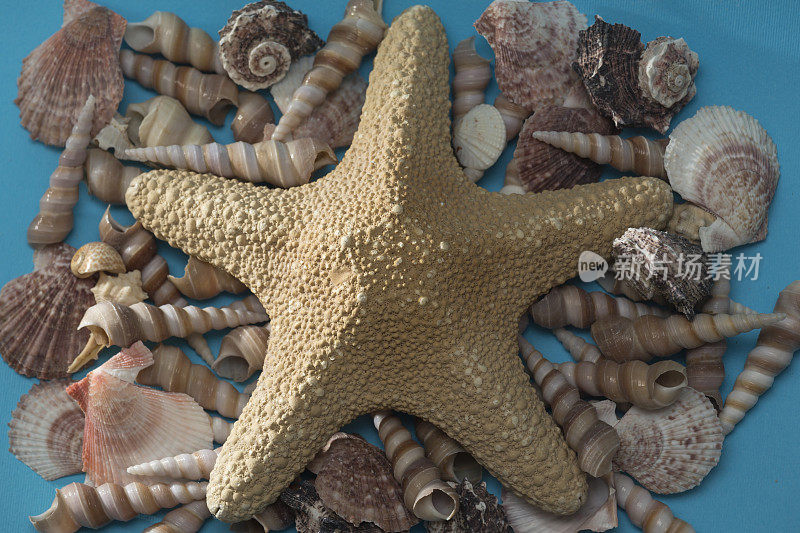 一套贝壳和海螺壳