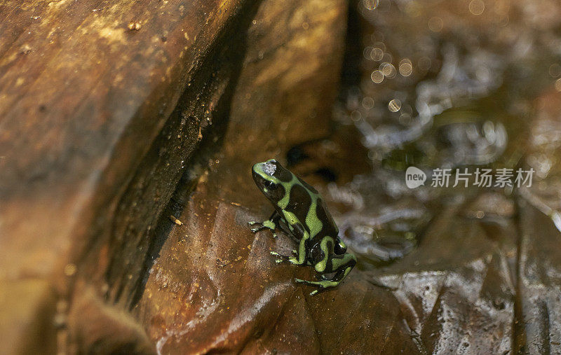 在中美洲巴拿马的甘博亚Soberania国家公园，野生蛙“小丑蛙”正在晒太阳