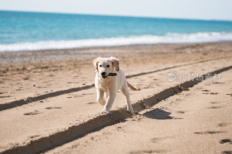 小金毛猎犬在沙滩上玩耍