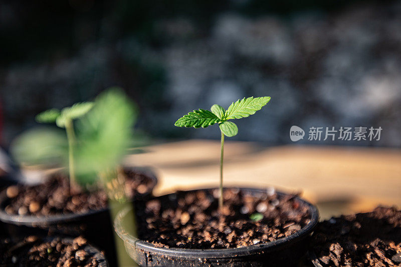 小大麻幼苗生长在花盆户外