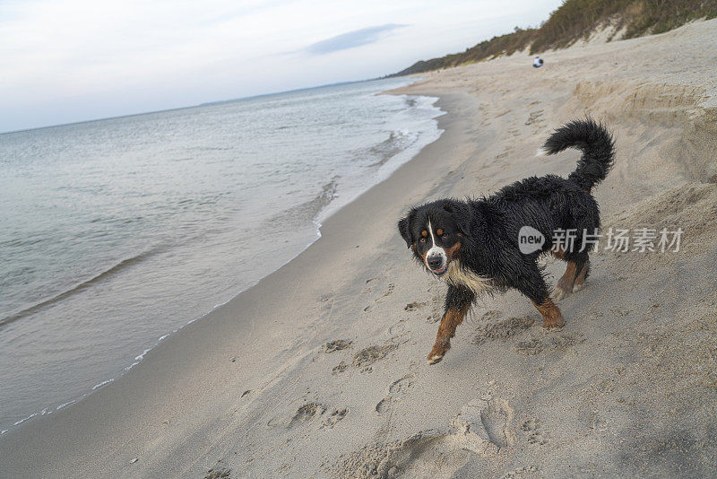 纯种的泽南猎犬，伯尔尼山犬，正在沙滩上玩耍