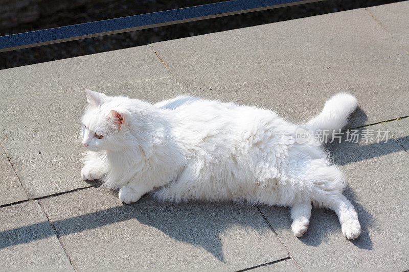 一只白猫躺在贝加莫的人行道上