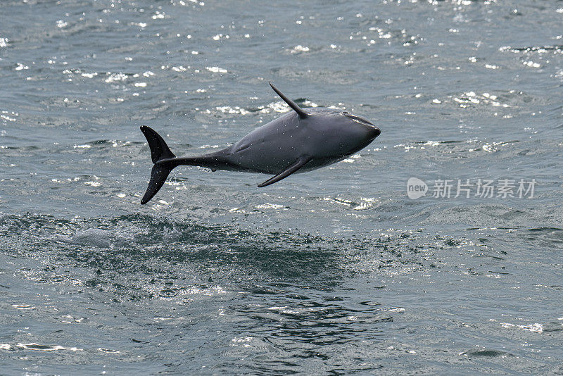 忧郁的海豚