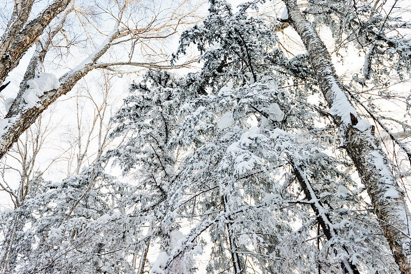 树枝上覆盖着雪