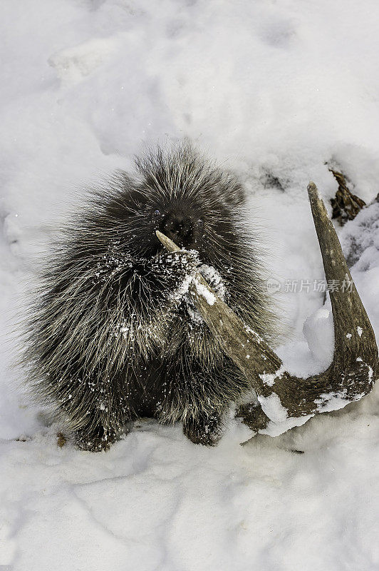 北美豪猪，在阿拉斯加海恩斯附近的雪地里。