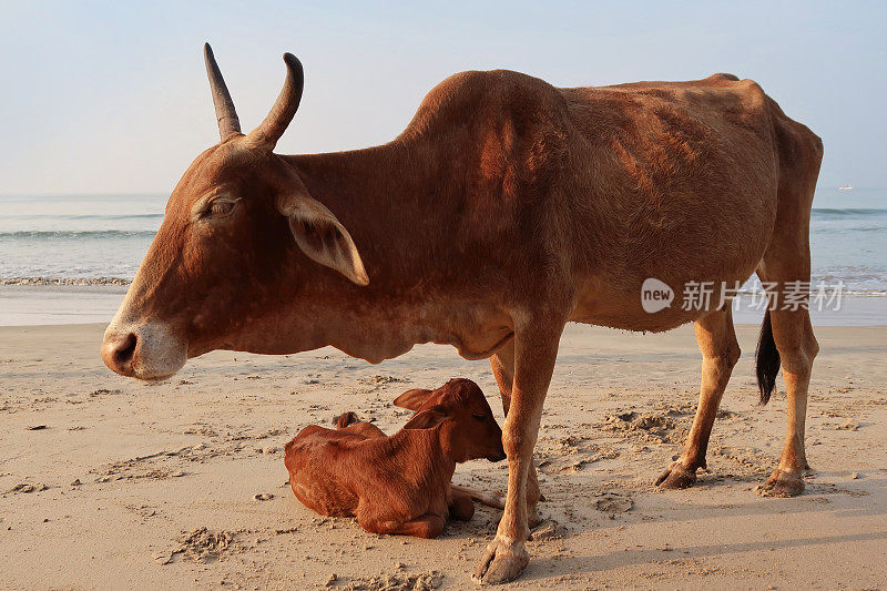 图片中，棕色的印度圣牛和小牛躺在海滩上，野牛在水边的沙子上休息，帕洛伦海滩，印度南部果阿